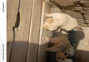 1-3 months Male Purebred Golden Retriever