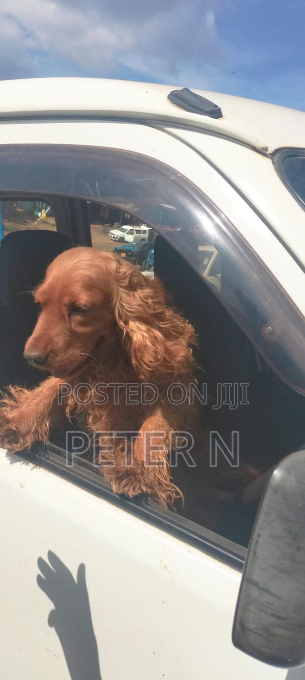 1-3 months Male Purebred Cocker Spaniel