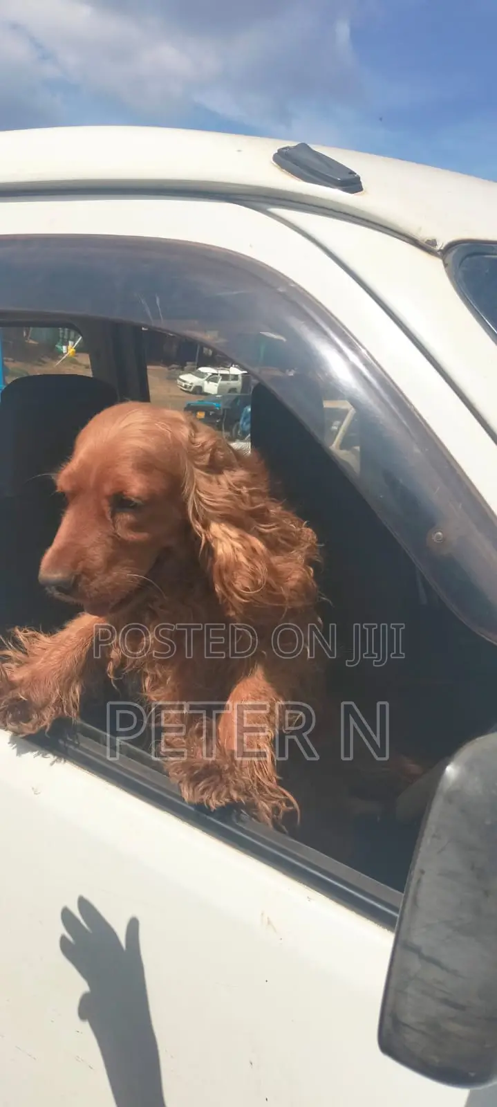 1-3 months Male Purebred Cocker Spaniel
