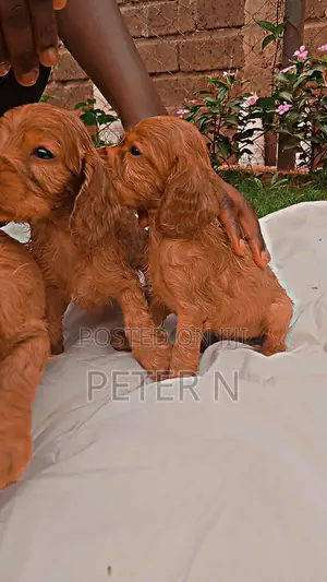 1-3 months Male Purebred Cocker Spaniel