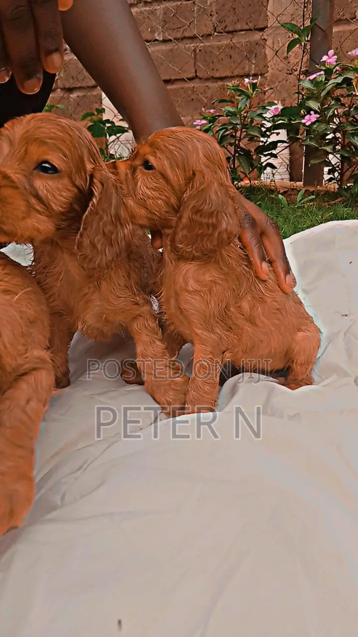 1-3 months Male Purebred Cocker Spaniel