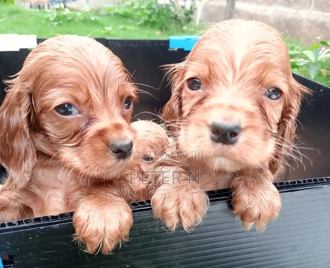 1-3 months Male Purebred Cocker Spaniel