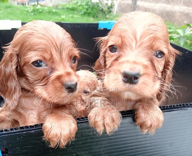 1-3 months Male Purebred Cocker Spaniel - thumbnail 4