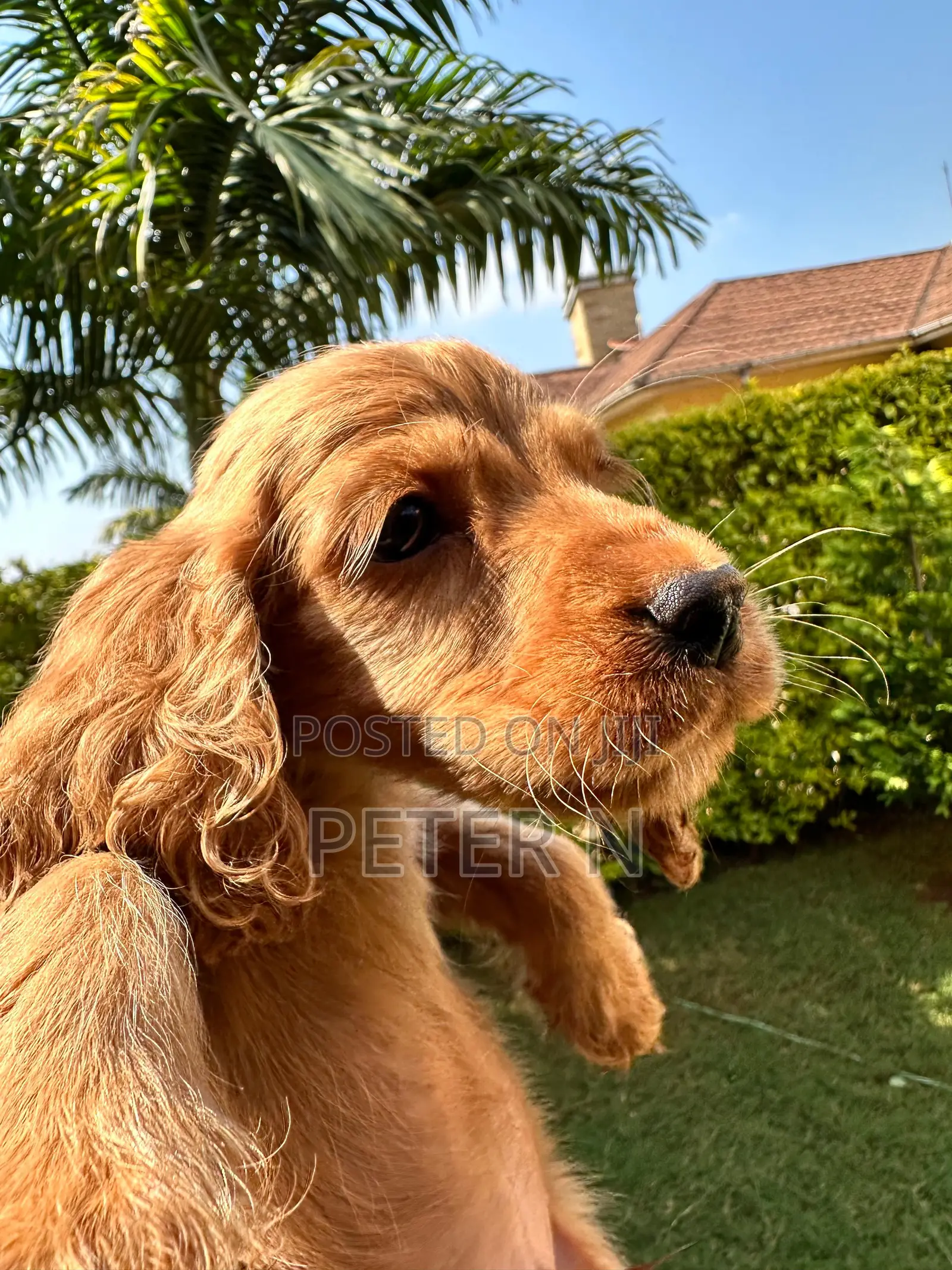 1-3 months Male Purebred Cocker Spaniel