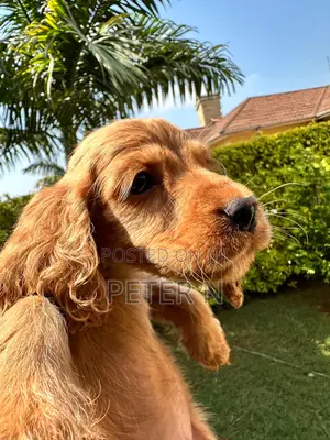 1-3 months Male Purebred Cocker Spaniel