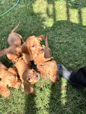 1-3 months Male Purebred Cocker Spaniel