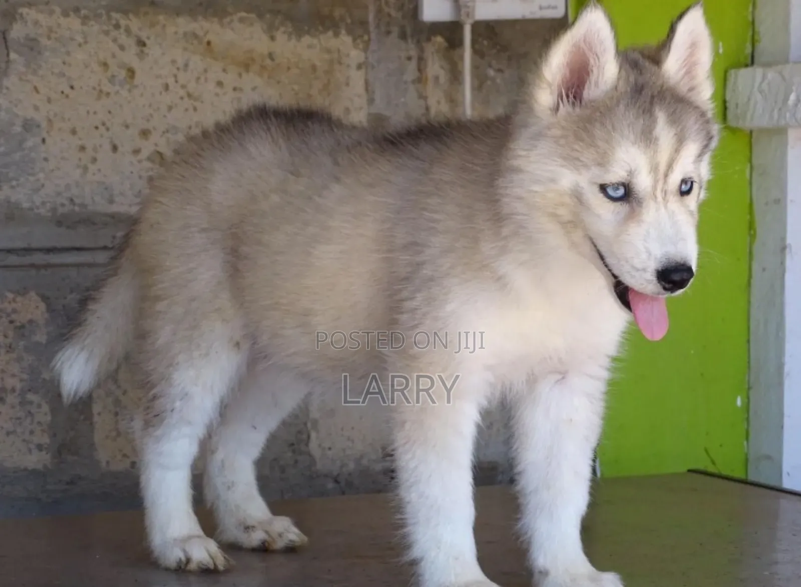 1-3 months Male Purebred Siberian Husky