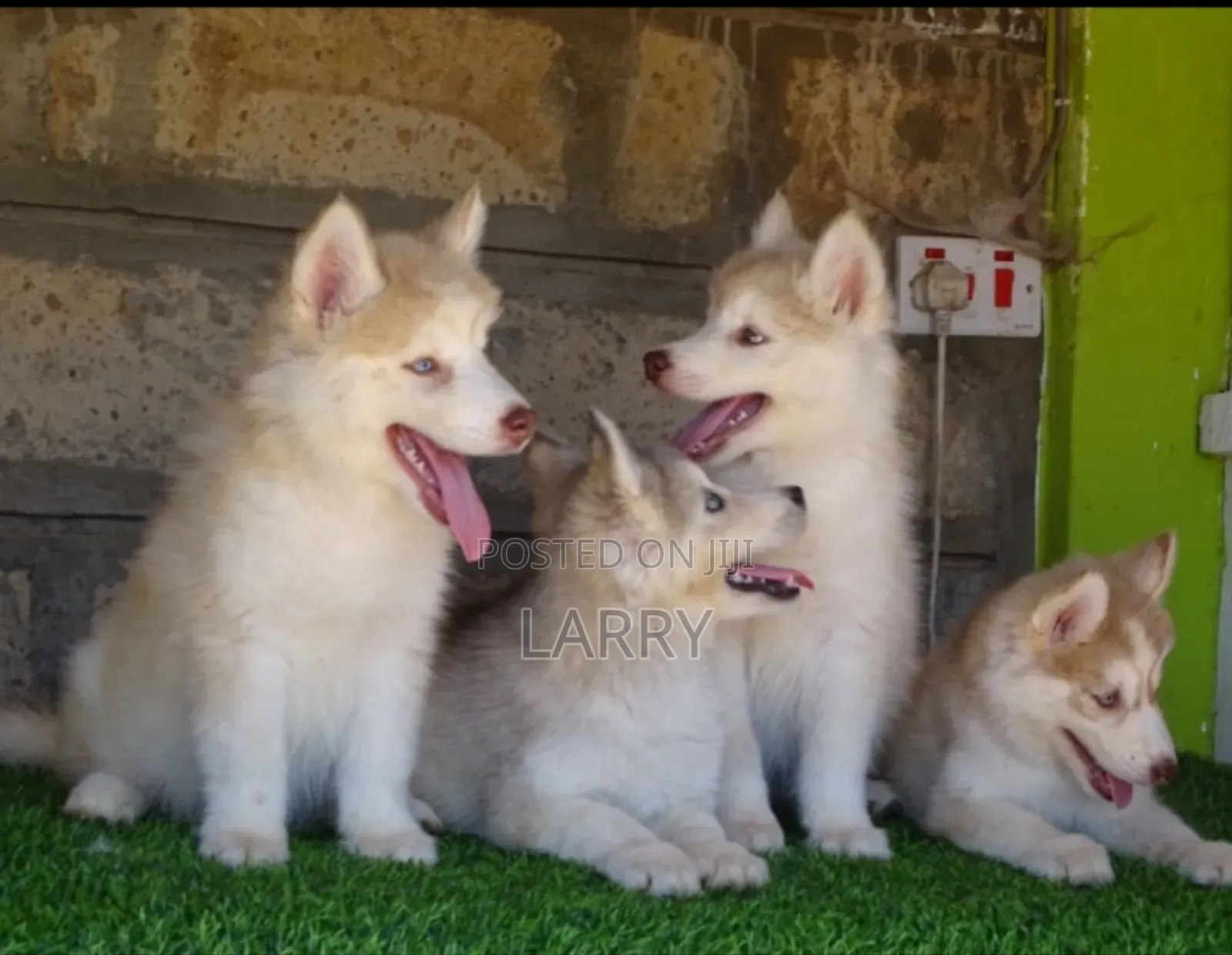 1-3 months Female Purebred Siberian Husky