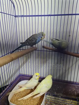 Creamino Budgies - thumbnail 2