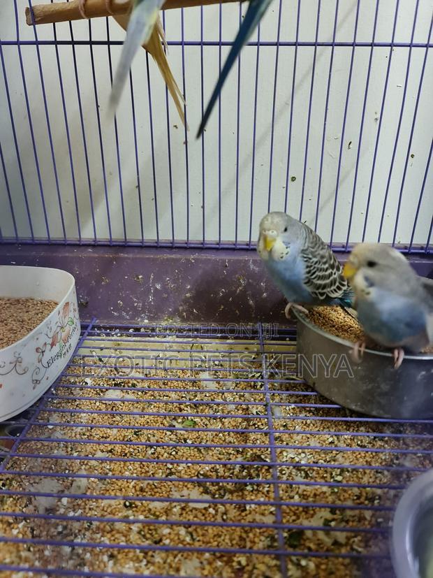 Budgies Young and Mature - thumbnail 3