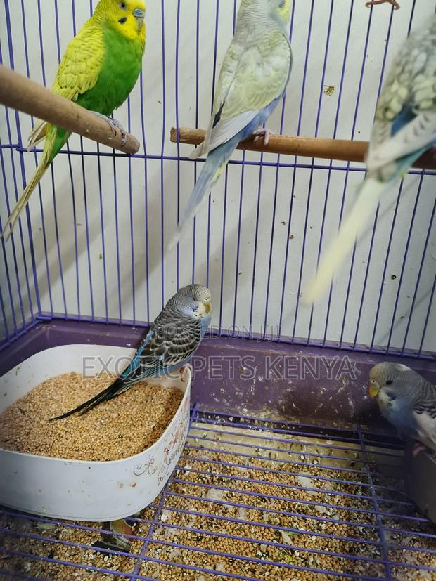 Budgies Young and Mature - main view