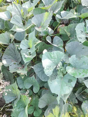 Purple Sweet Potato Vines