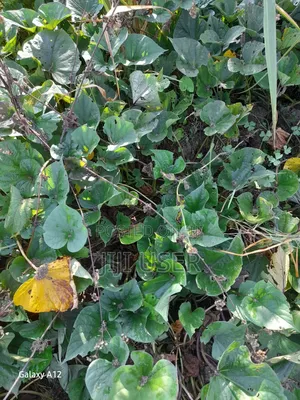 Purple Sweet Potato Vines