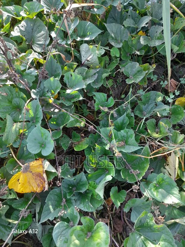 Purple Sweet Potato Vines - thumbnail 3