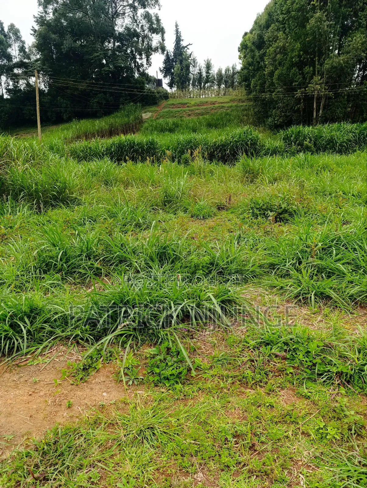 50 by 100 Plot for Sale