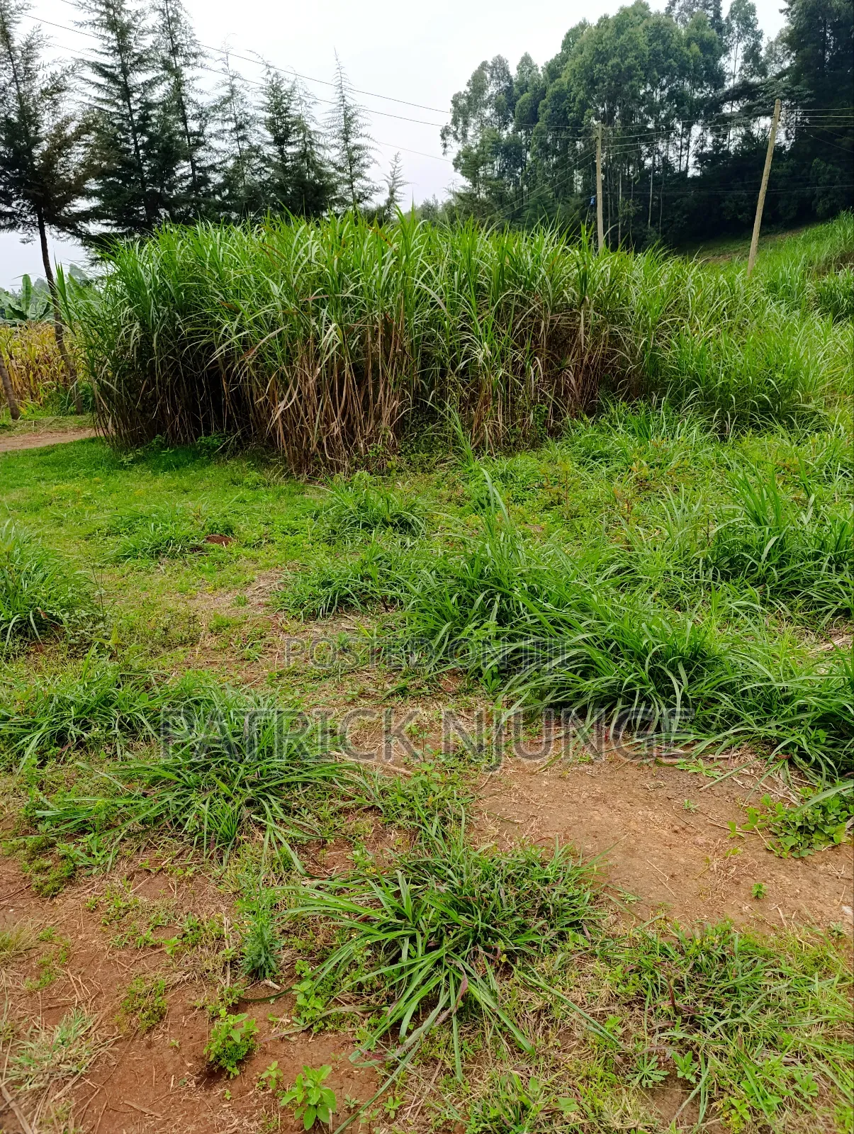 50 by 100 Plot for Sale