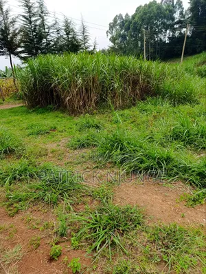 50 by 100 Plot for Sale