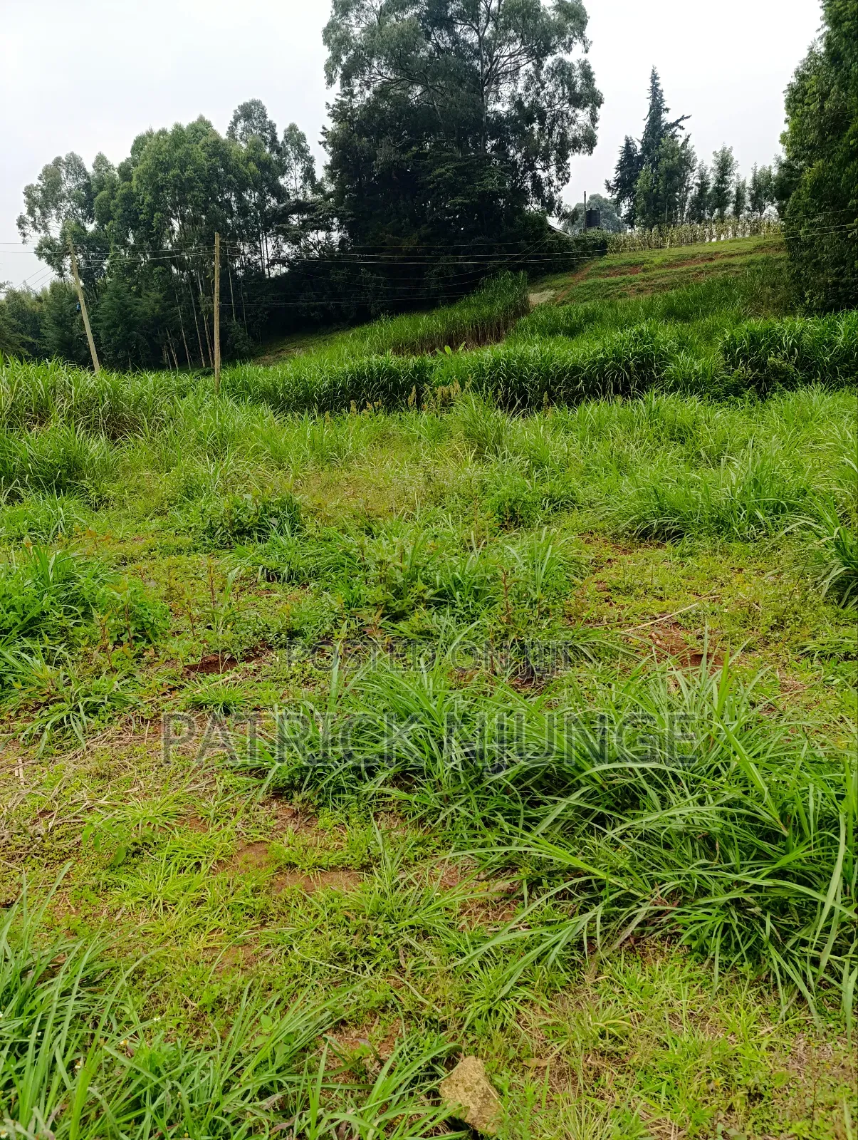 50 by 100 Plot for Sale