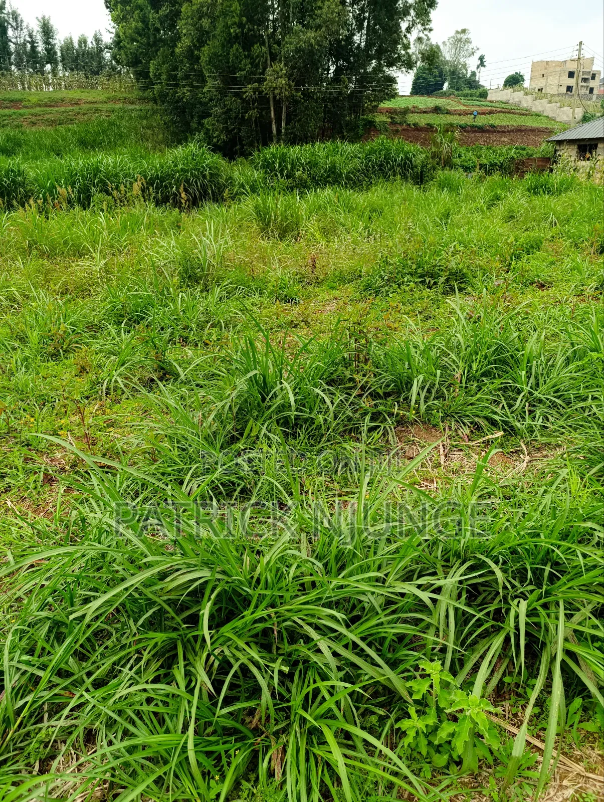50 by 100 Plot for Sale