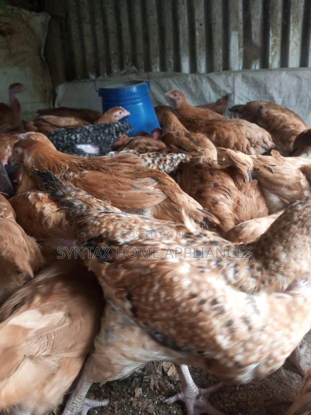 Pure Kenbro F1 Chicken, 2 to 3 Months Old, Fully Vaccinated
