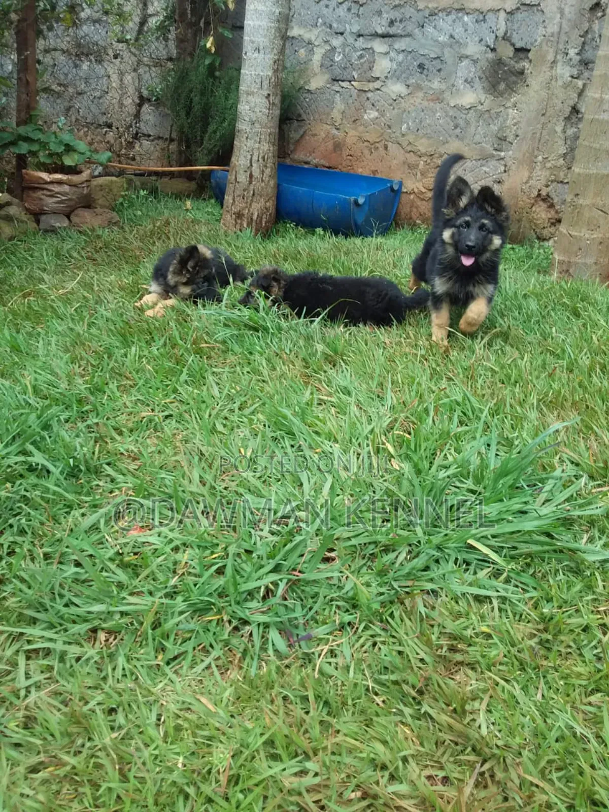 1-3 months Male Purebred German Shepherd