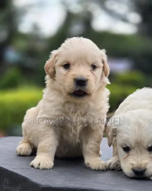 1-3 months Male Purebred Golden Retriever
