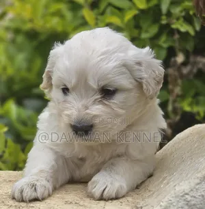 1-3 months Female Purebred Golden Retriever
