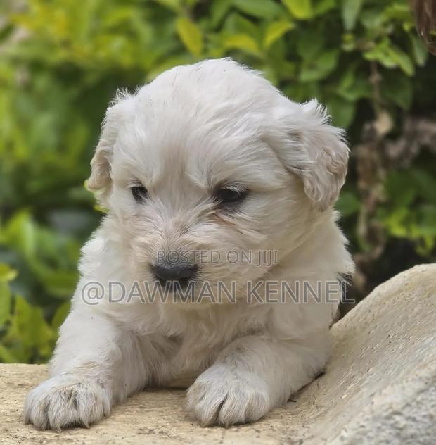 1-3 months Female Purebred Golden Retriever