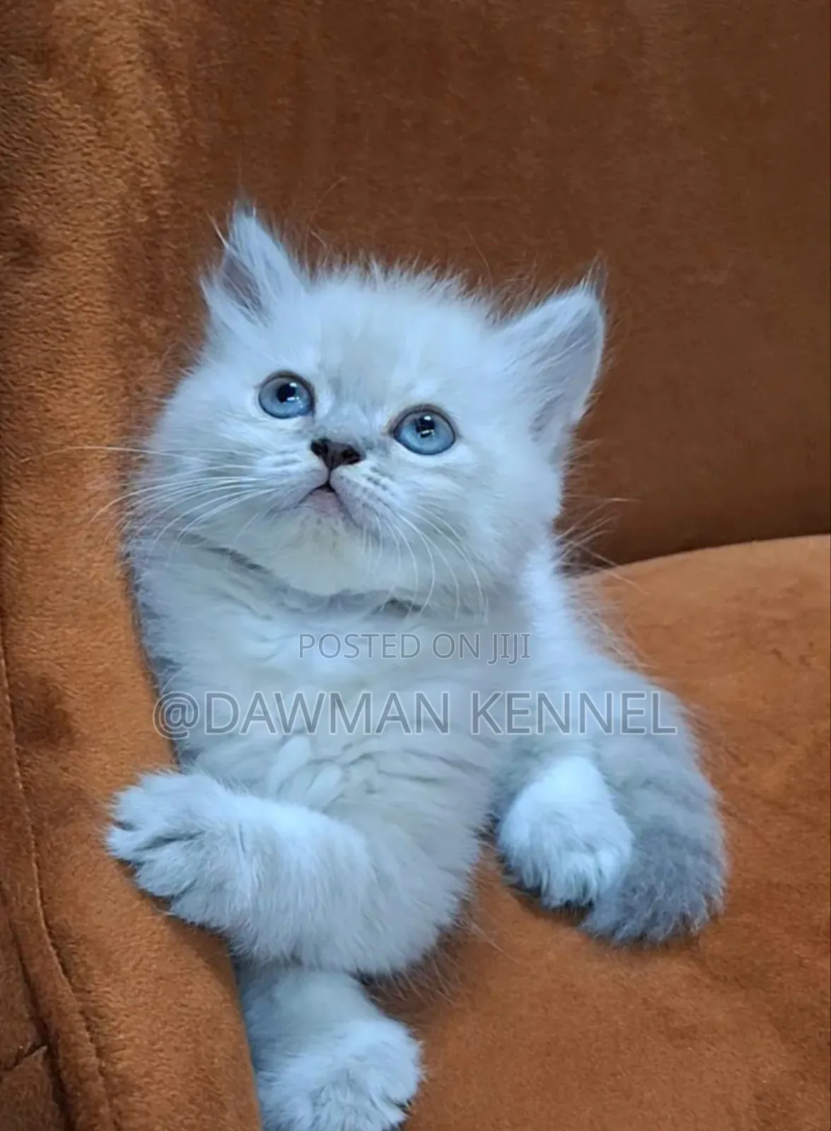1-3 months Female Purebred Ragdoll
