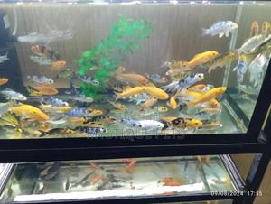 Fish Available - thumbnail 2