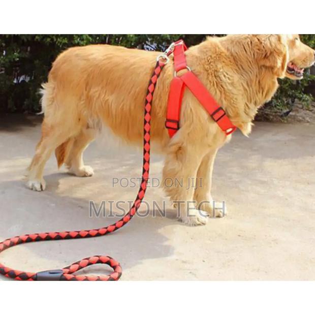 *Dog Leash / - main view