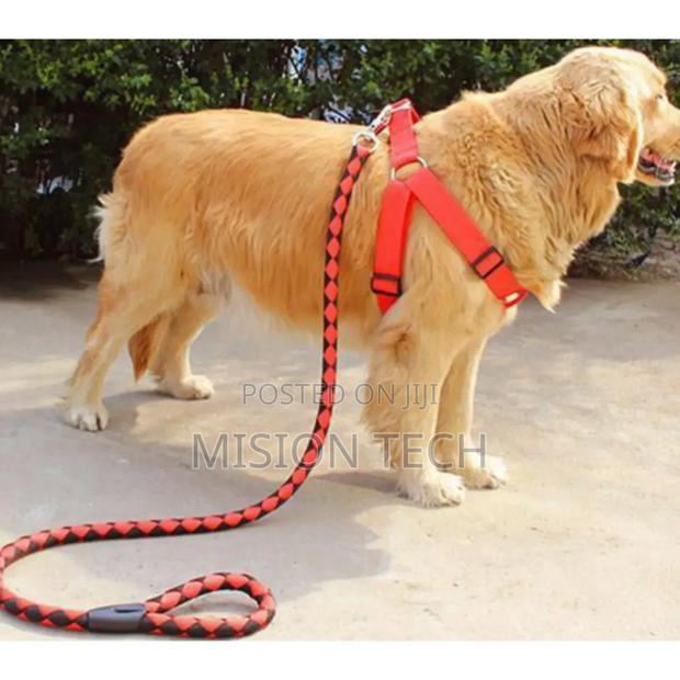*Dog Leash / Harness *
 * - main view