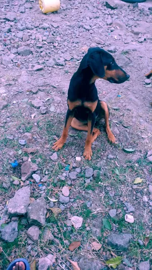 1-3 months Male Purebred Doberman Pinscher