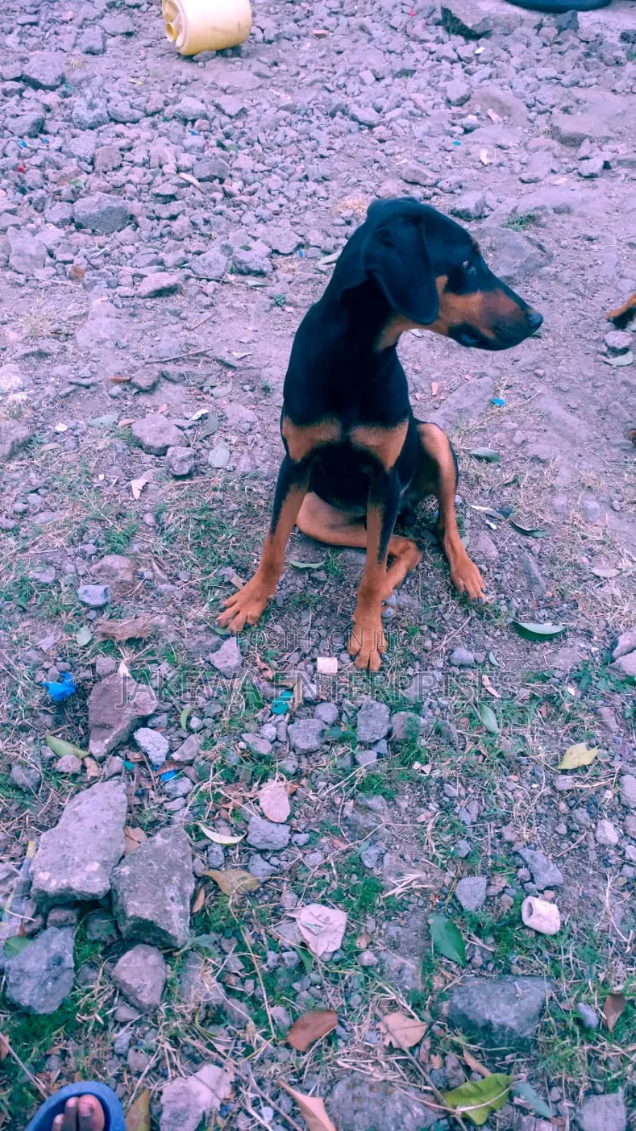 1-3 months Male Purebred Doberman Pinscher