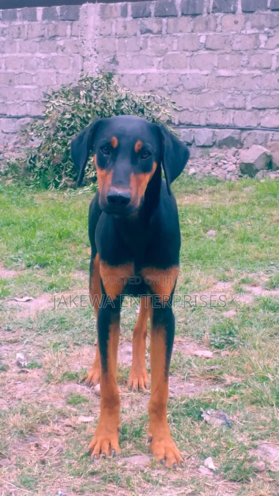 6-12 months Female Purebred Doberman Pinscher