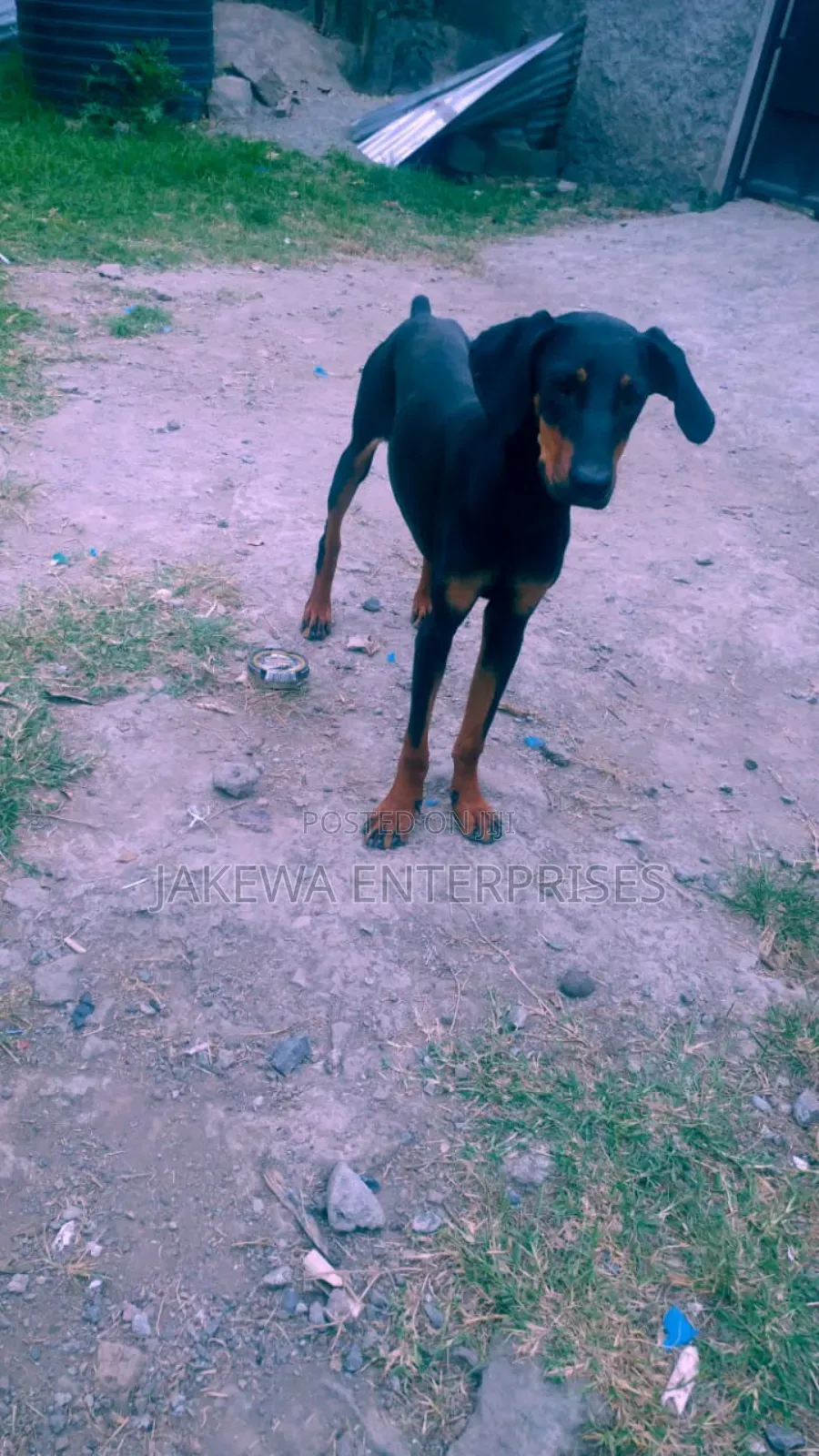 6-12 months Female Purebred Doberman Pinscher