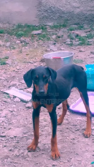 6-12 months Female Purebred Doberman Pinscher