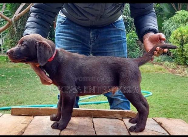 1-3 months Male Purebred Labrador Retriever - main view
