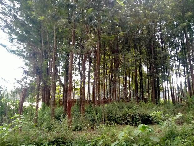 Residential Eighth Acre Plot in Kikuyu, Ondiri Near Tarmac - thumbnail 10
