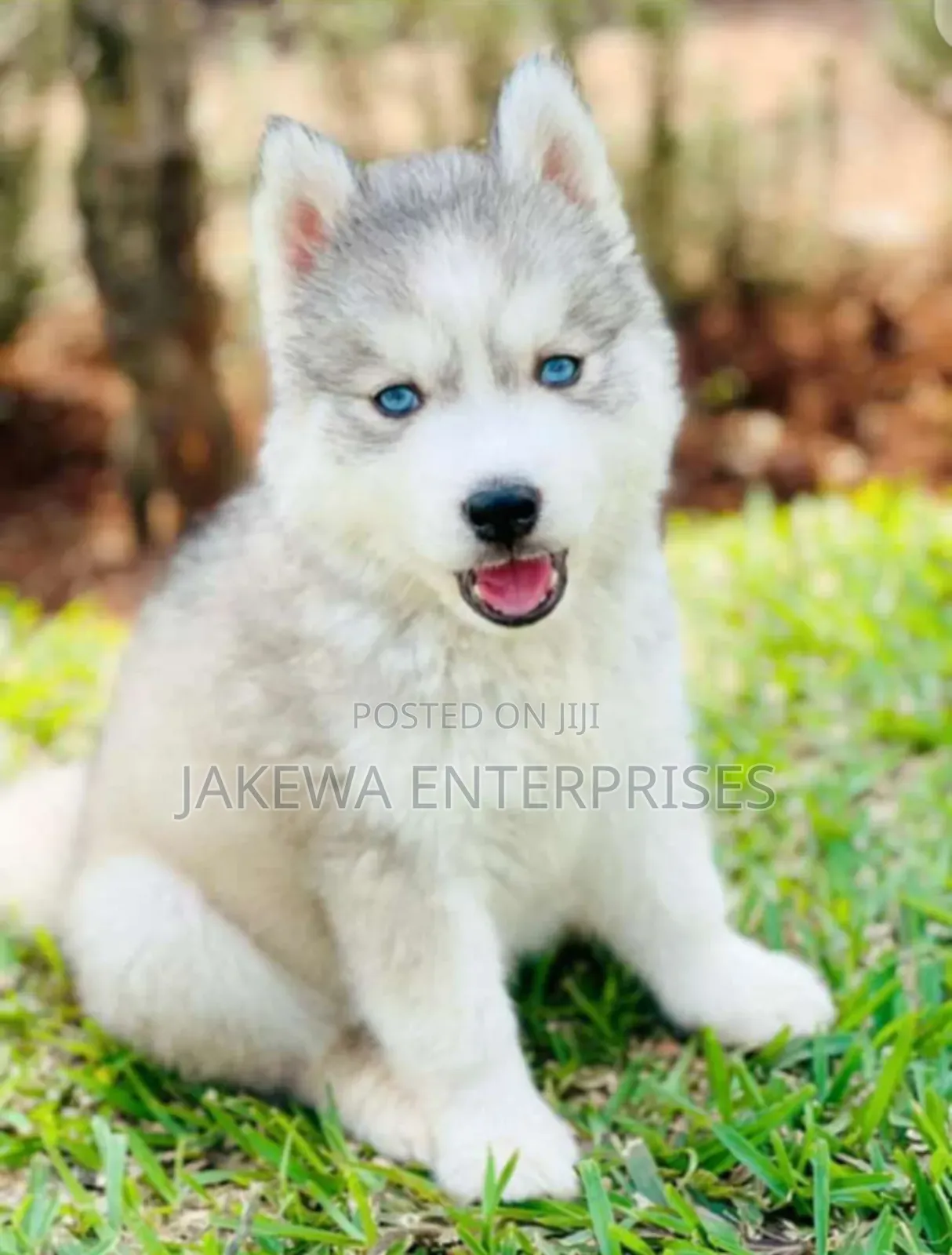 1-3 months Female Purebred Siberian Husky