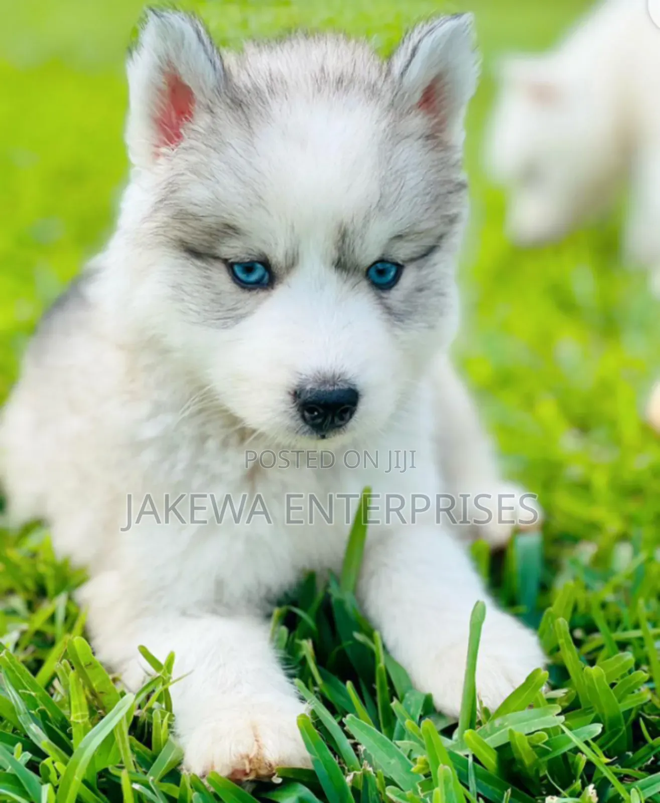 1-3 months Male Purebred Siberian Husky