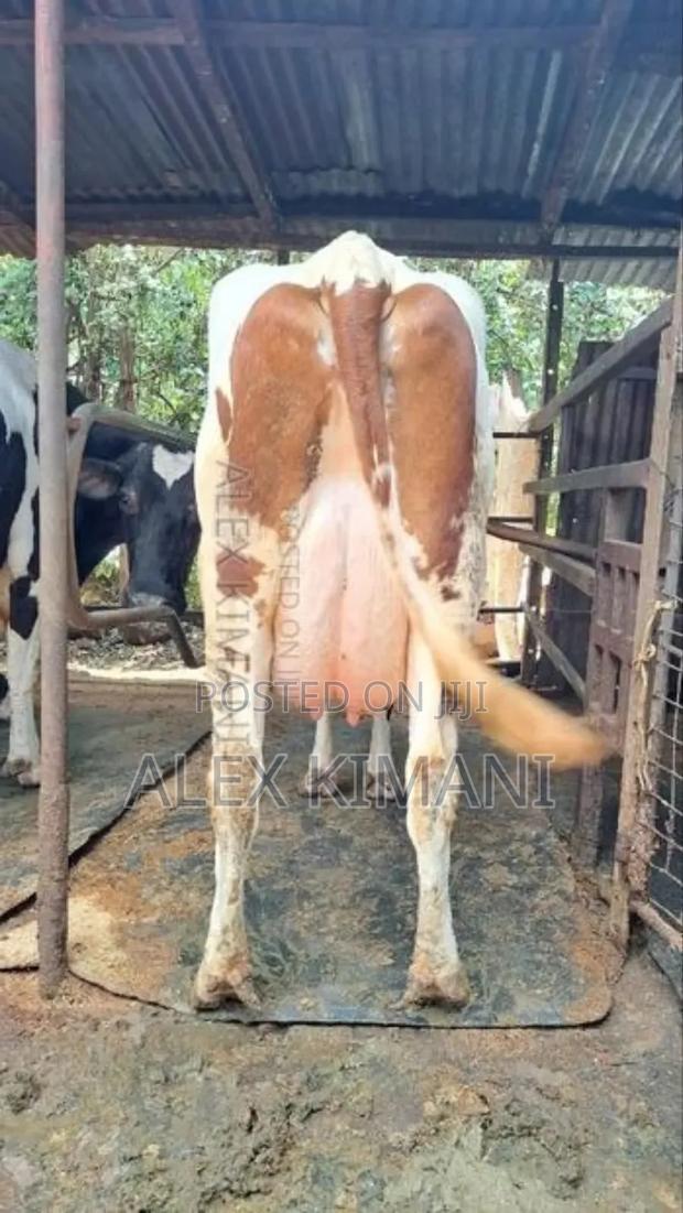 Pedigree Milkers - thumbnail 5