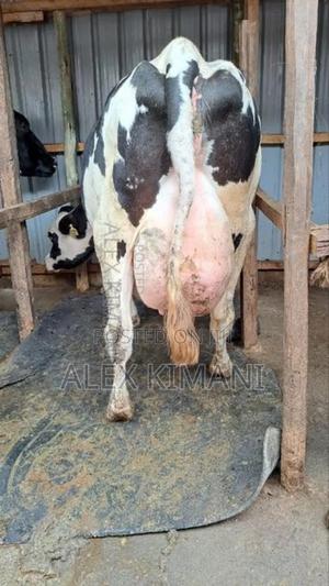 Pedigree Milkers - thumbnail 2