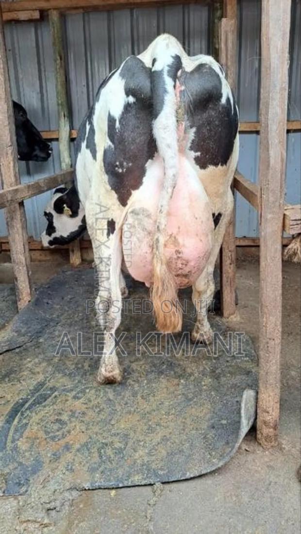 Pedigree Milkers - main view