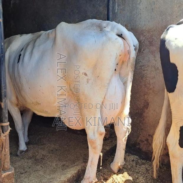 Pedigree Milkers - thumbnail 3