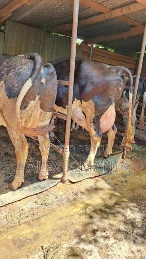 Pedigree Milkers - thumbnail 4