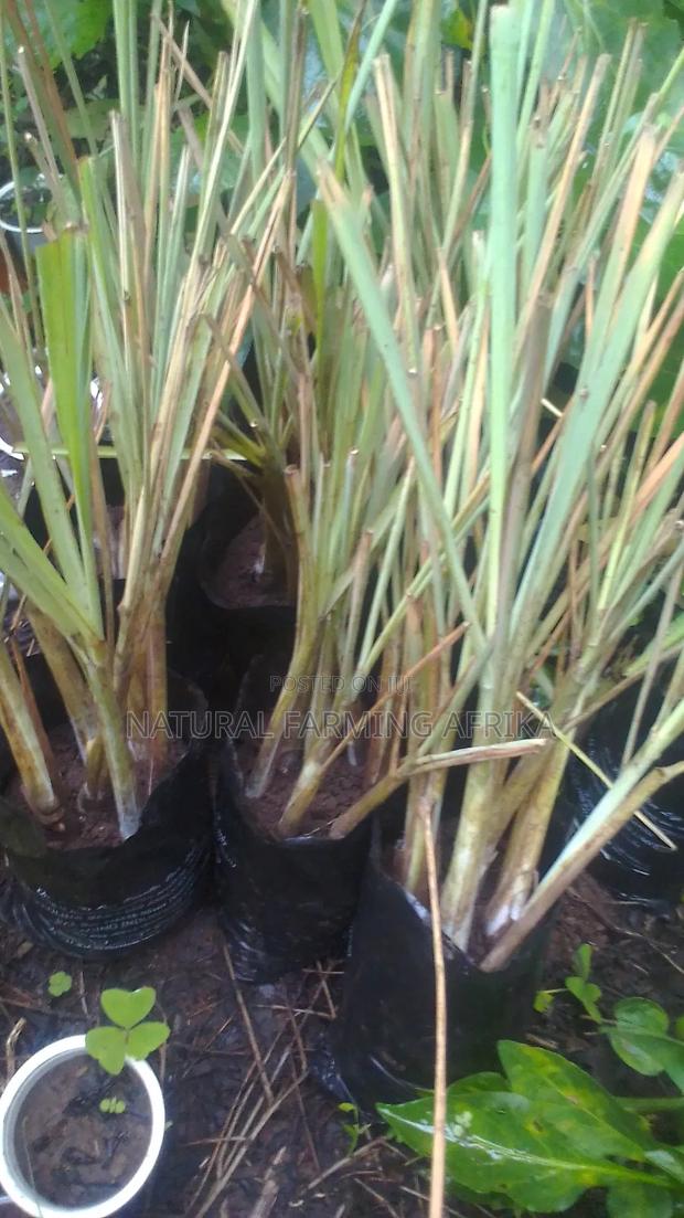 Lemon Grass Splits Bulk Orders - thumbnail 2