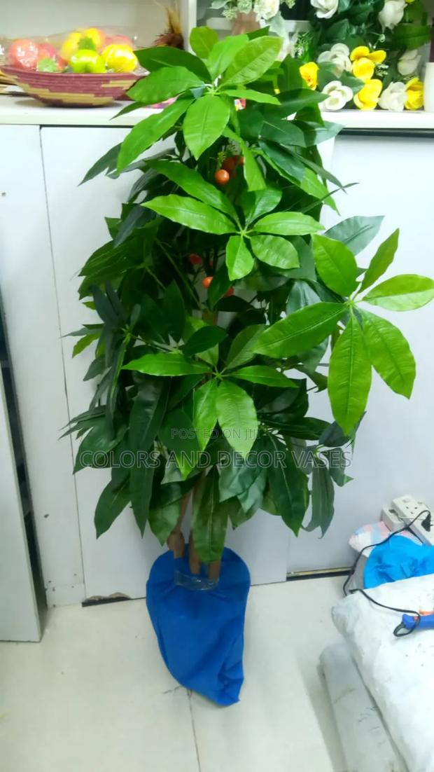 Mango Plant, Plastic Vase 1.5m in Stock - main view