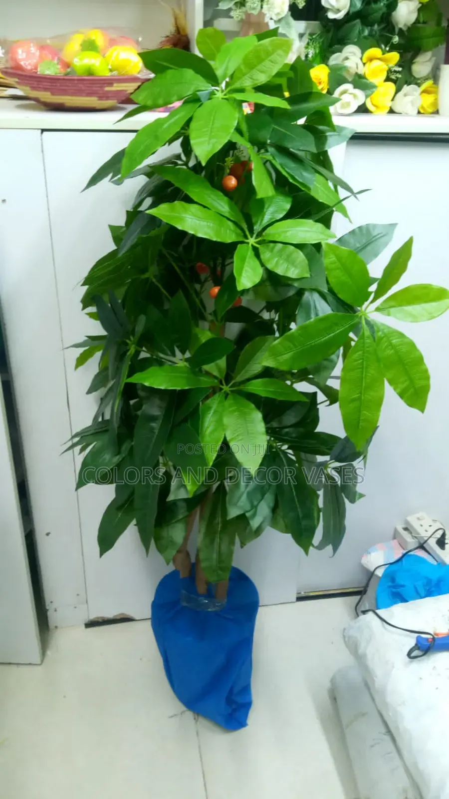 Mango Plant, Plastic Vase 1.5m in Stock