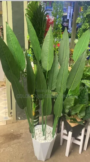 Unique Banana Plant With Vase